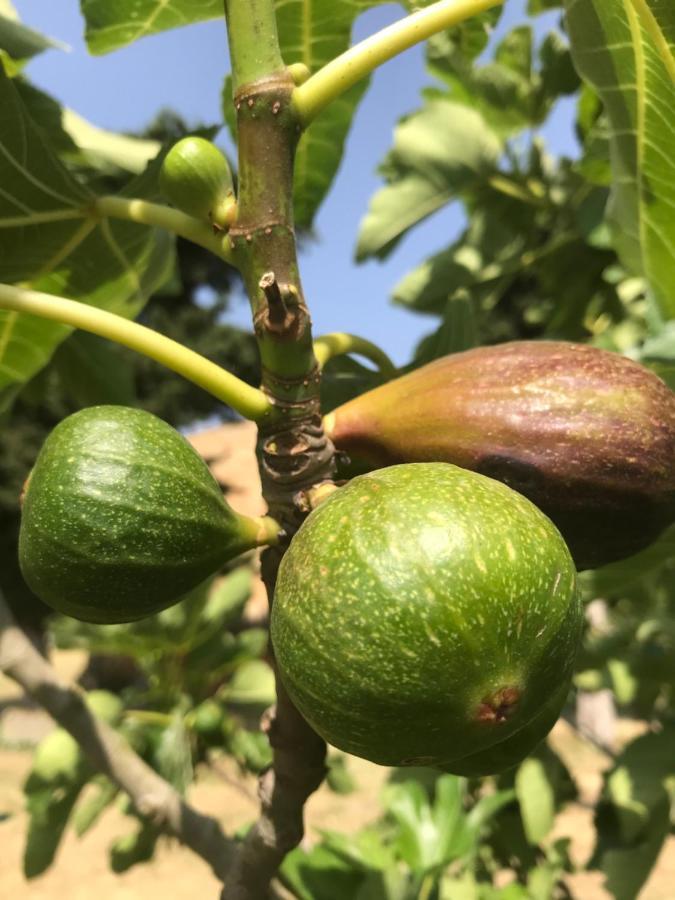 Ma Caravane Dans Les Collines Villeneuve-la-Comptal Ngoại thất bức ảnh